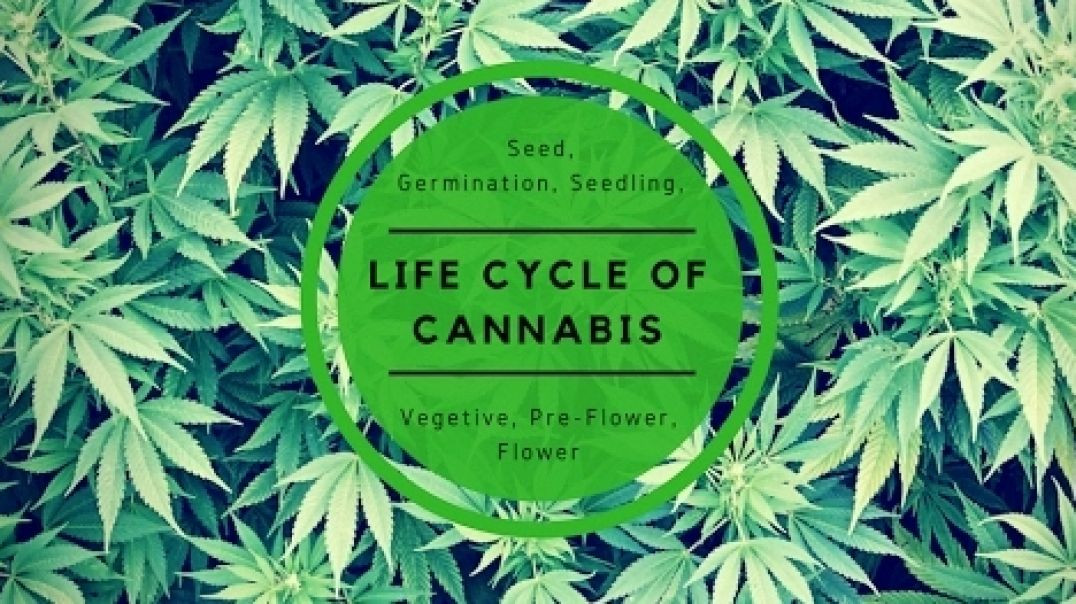 Life Cycle Of Cannabis
