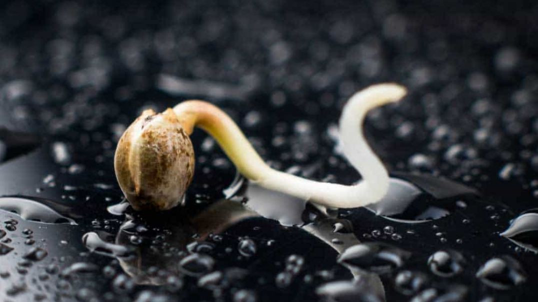 Best way to germinate cannabis seeds_ its about that time!!!