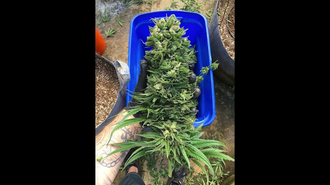 How to Harvest, pre-Harvest, trim, and dry cannabis   best practices
