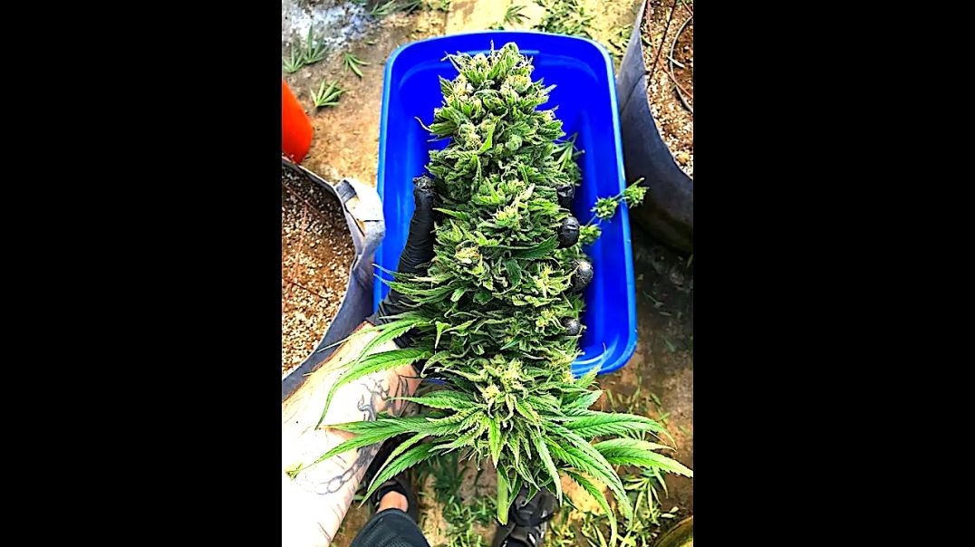 How to Harvest, pre-Harvest, trim, and dry cannabis | best practices